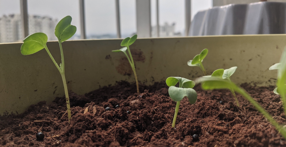 Image of saplings growing