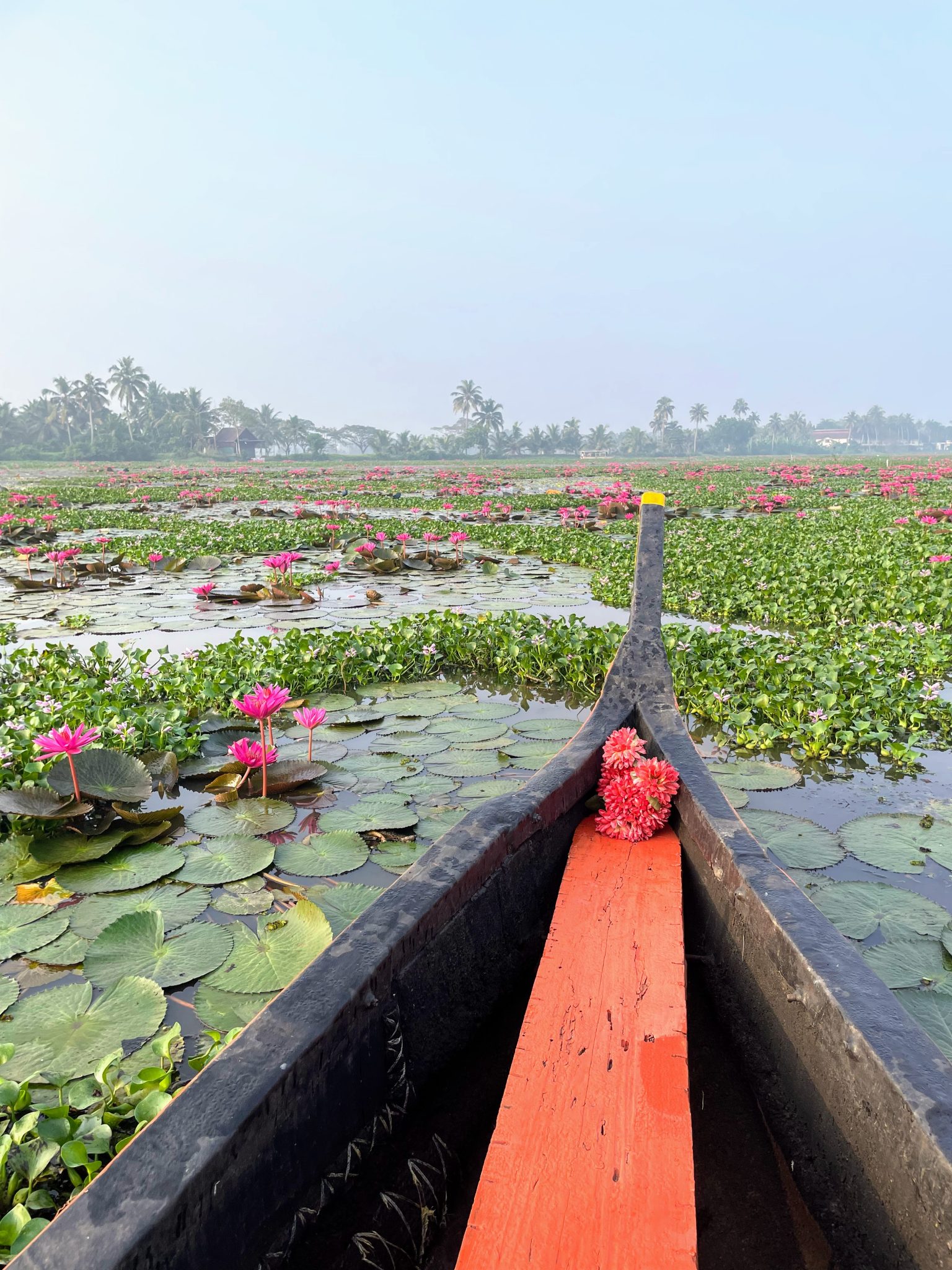 A front view of a boat gliding through a large, serene water body in Kerala filled with pink lotuses and green lily pads. A bouquet of pink flowers is placed on the boat's edge. In the background, there are palm trees under a clear, bluish sky.