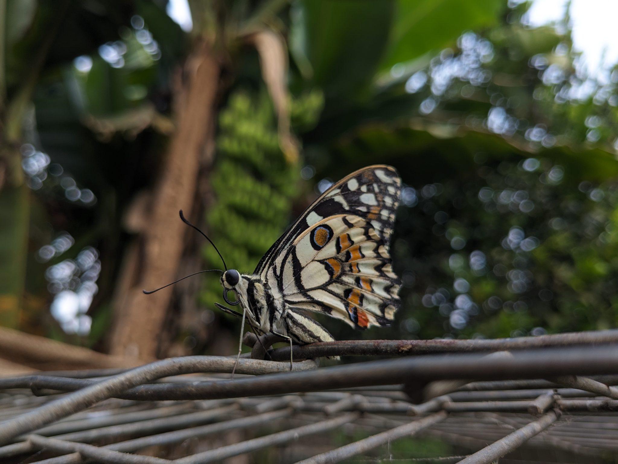 A close-up photo of a butterfly perched on a metal wire, showcasing its detailed wing patterns and colors. The background is a blurred view of green foliage and a tree trunk, providing a natural setting.