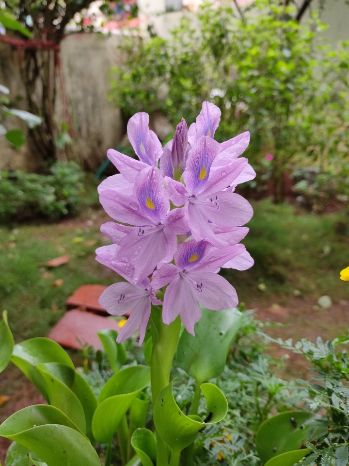 Close-up of light purple water hyacinths with yellow and blue markings, blooming in a lush green garden. The petals have droplets of water on them, likely from a recent rain. The background features blurred greenery and a wall.