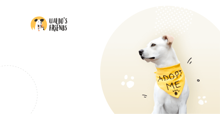 Building a Pet Finder With Streamlined Workflow for Waldo’s Friends