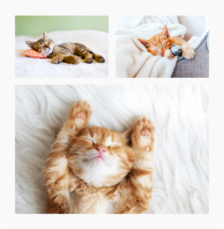 Gallery Block in WordPress site editor